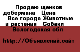 Продаю щенков добермана › Цена ­ 45 000 - Все города Животные и растения » Собаки   . Вологодская обл.